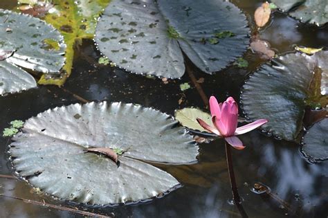 Waterlily Pink Pond - Free photo on Pixabay