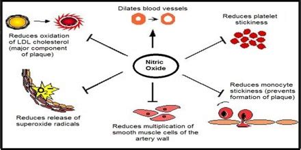 Effects and Uses of Nitric Oxide - Assignment Point