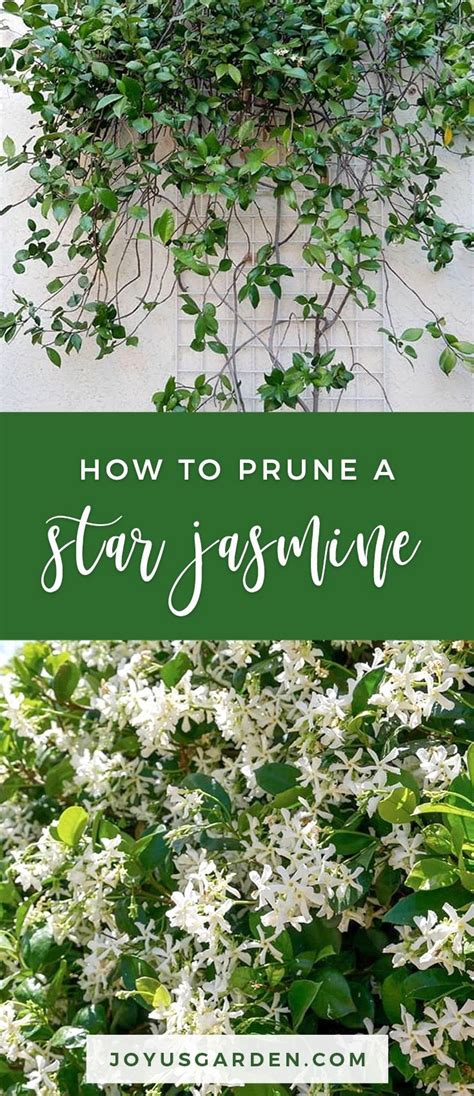 Pruning Star Jasmine: When and How To Do It | Star jasmine vine, Jasmine vine, Star jasmine