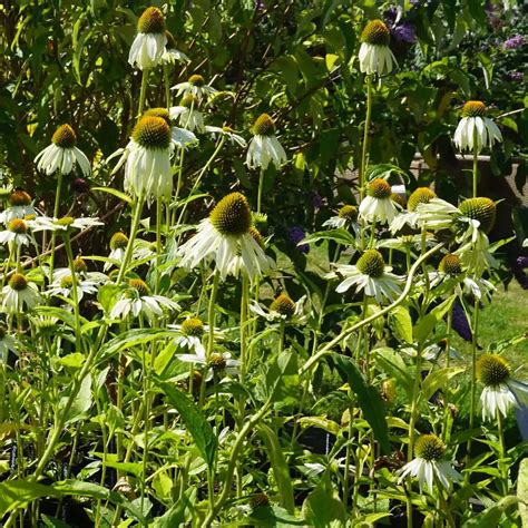 Echinacea - White Swan Seeds - Enchanted Gardens Kent