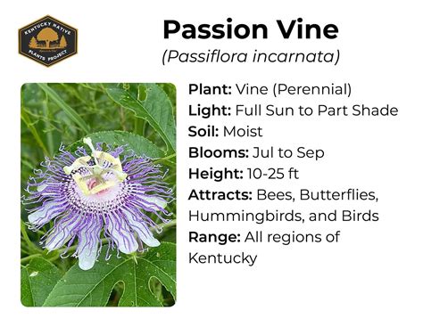 21 Kentucky Native Plants for Landscaping