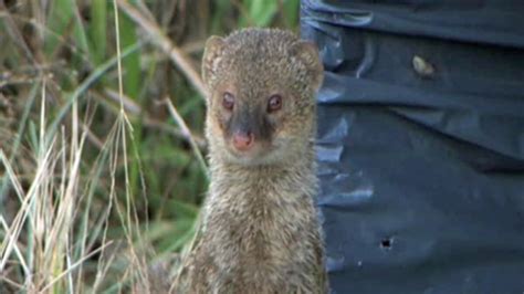 Hawaii's Birds Threatened by Invasive Predators, Habitat Loss