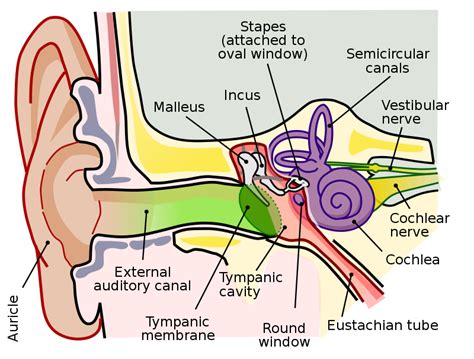File:Anatomy of the Human Ear.svg - Wikipedia, the free encyclopedia