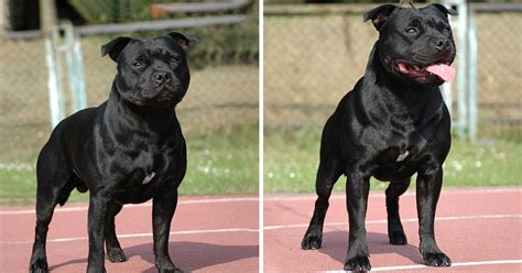 Muscular Pitbull Black - exilioreileao