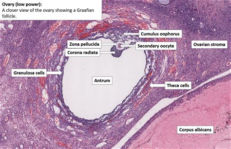 Ovary – Normal Histology – NUS Pathweb :: NUS Pathweb