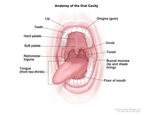 [Figure, Anatomy of the oral cavity...] - PDQ Cancer Information ...