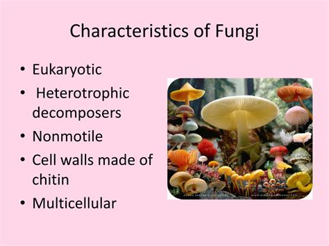 PPT - Kingdom Fungi PowerPoint Presentation, free download - ID:2000512