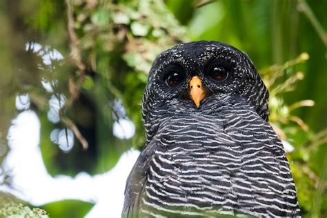 the black-banded owl is a distinct owl species... - todays bird