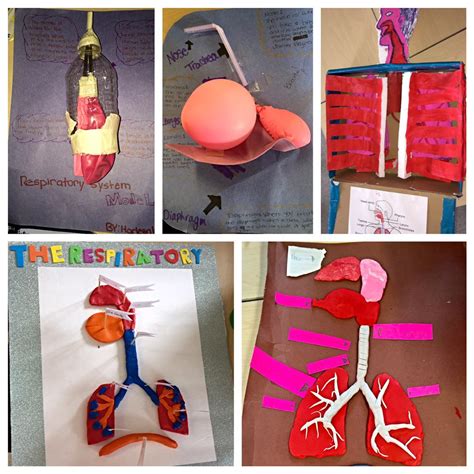 Respiratory System Model Project