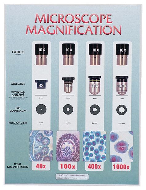 Calculating Magnification Microscope