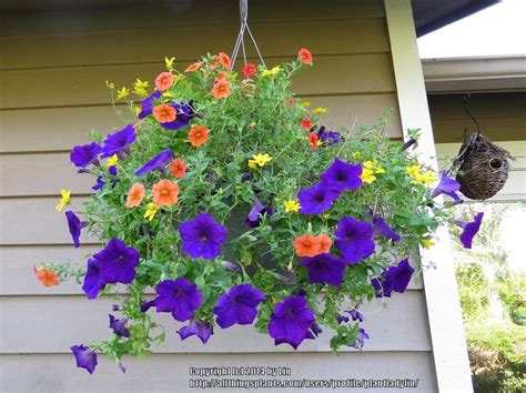 Petunias: Plant Care and Collection of Varieties - Garden.org