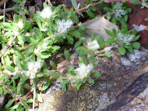 Cultivo de Paronychia argentea (Nevadilla): Guía Paso a Paso