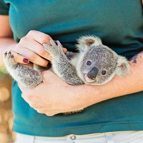 #koala | Cute baby animals, Cute koala bear, Koala