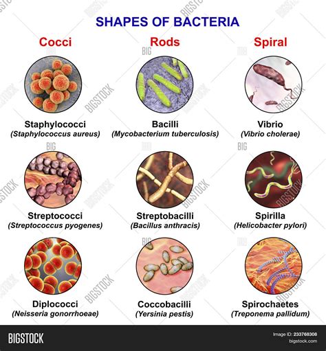 Shapes Bacteria, Image & Photo (Free Trial) | Bigstock