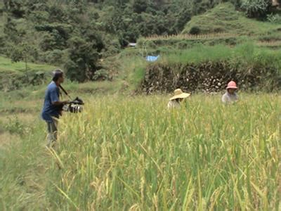 Traditional Rice Farming Methods and Practices of the Igorot Aplai Tribes of Sagada, Mountain ...