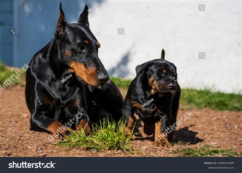 Doberman Dog Puppies