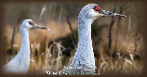 Crane Symbolism & Meaning | Spirit, Totem, & Power Animal