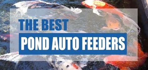 The Best Automatic Pond Fish Feeder 2021 (Reviews & Costs) - Pond Informer