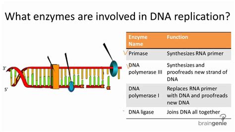 10.2.1 Enzymes Involved in DNA Replication - YouTube