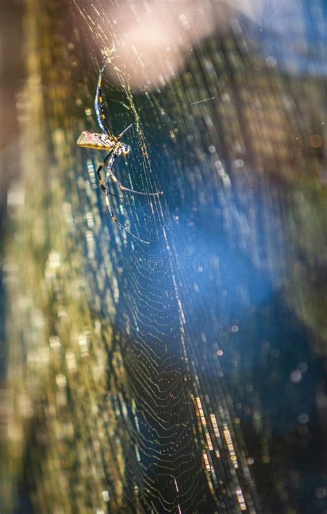 Large Joro Spider Builds Massive Web in Georgia Backyard Stock Image - Image of secreted ...