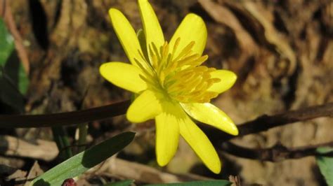 Lesser celandine - characteristics, cultivation and use - live-native.com