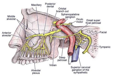 Diagram of the second branch (maxillary) of the trigeminal nerve with ...