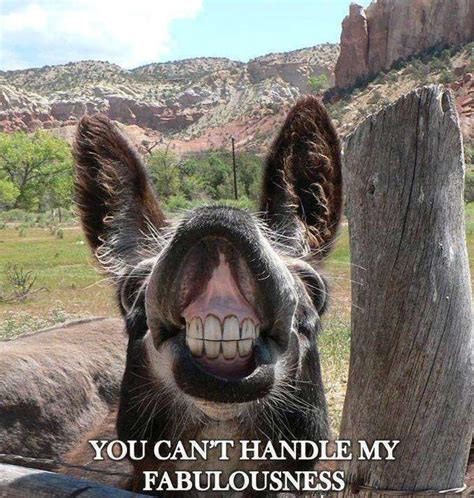 The 25+ best Funny donkey pictures ideas on Pinterest