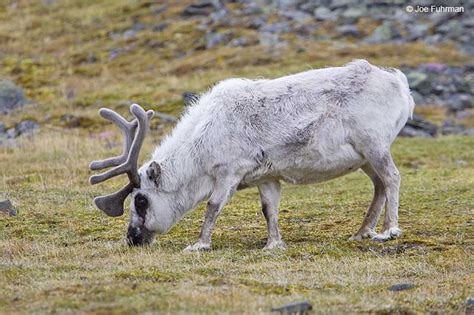 Svalbard Reindeer – Joe Fuhrman Photography