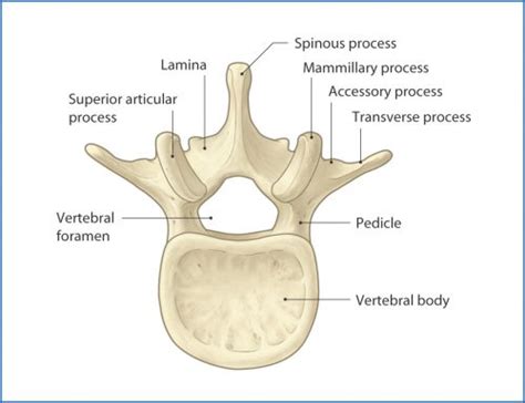 What Is: A Pars Fracture / Defect | The Trauma Pro