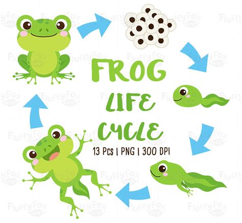 Frog Life Cycle Clipart Pond Animals Clip Art Tadpole - Etsy