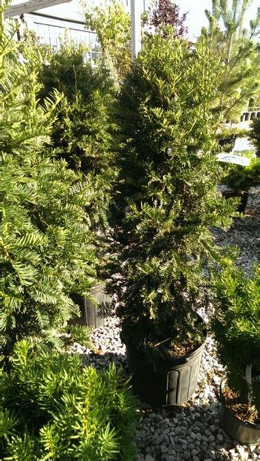 Yew Adams Columnar | Garden landscaping, Landscape, Outdoor