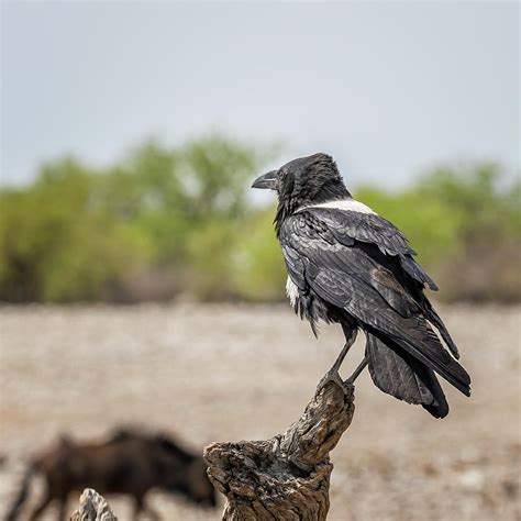 Pied Crow Photograph by Belinda Greb - Pixels