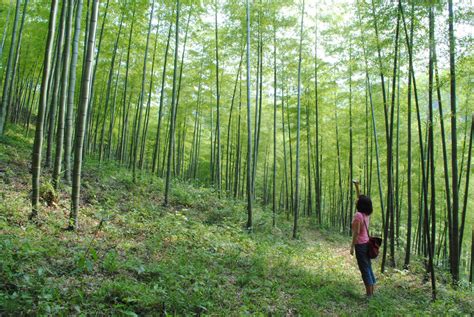 China’s Anji Grand National Bamboo Forest