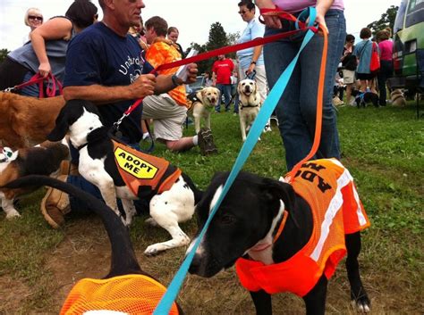 Meet Local Animal Shelters And Rescues At The Westborough Library ...