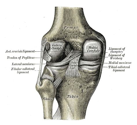 Medial Collateral Ligament Injury of the Knee - Physiopedia