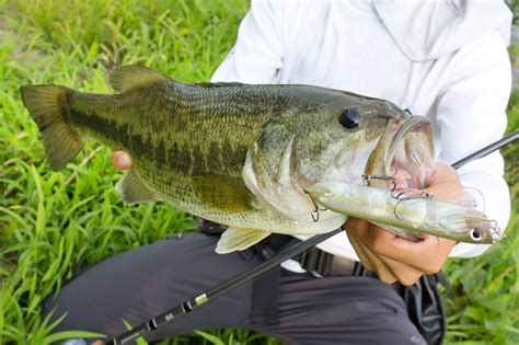 Alabama State Fish: Two Amazing Species