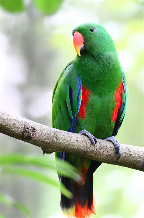 Eclectus Breeding Tips - Breeding Mania