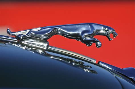 Jaguar Hood Ornament Photograph by Jill Reger