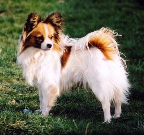 Papillon Dog Breed - Pictures, Information, Temperament ...