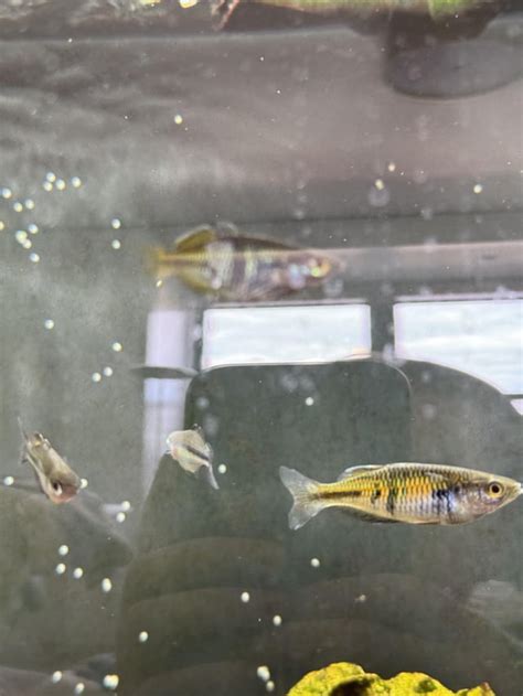 identify these rainbowfish? : r/Aquariums