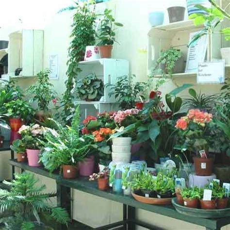 Indoor Plants at Best Price in New Delhi, Delhi | Arcane Motif