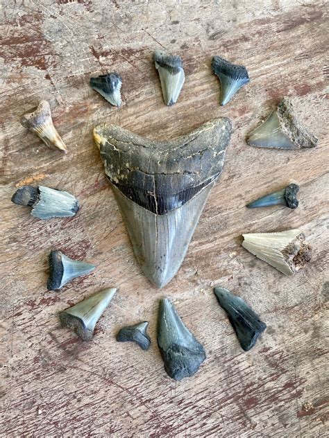 An Expert’s Guide to Finding Shark Teeth – Garden & Gun