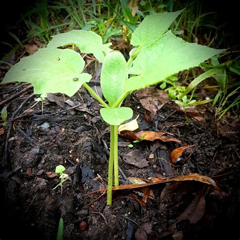 Plant Profile – Lebanese Cucumber – Jane Grows Garden Rooms