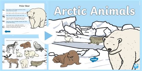 Winter Arctic Animals PowerPoint - North Pole (Teacher-Made)