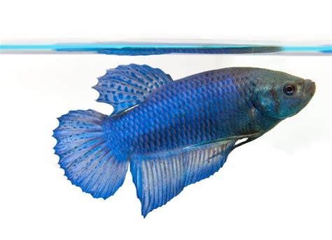 Female Betta Fish | Fishkeeping World