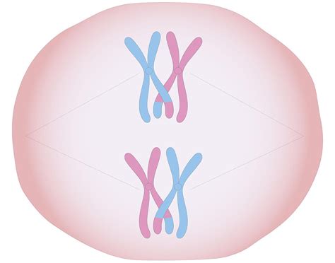 Crossing Over Lab Genetics Activity