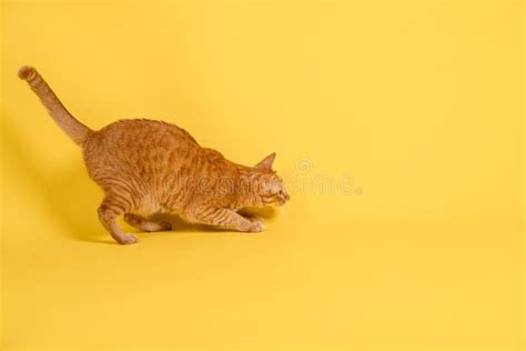 Crouching Red Cat on Background, Side View, Full Length Stock Photo ...