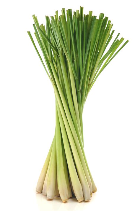 Lemongrass Food & Health Benefits