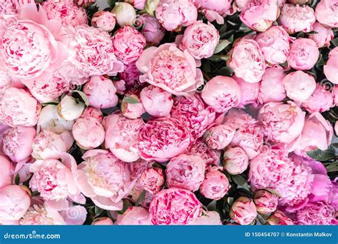 Floral Carpet or Wallpaper. Background of Pink Peonies. Morning Light ...