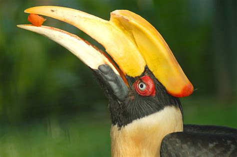 40+ Hornbill Tropical Bird Bird Amazon Rainforest Stock Photos, Pictures & Royalty-Free Images ...